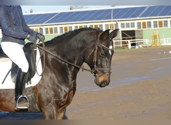 Sang-chaud letton, Hongre, 9 Ans, 169 cm, Bai brun