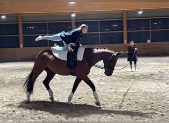 Sang-chaud letton, Jument, 10 Ans, 167 cm, Bai