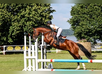 Sang-chaud letton, Jument, 10 Ans, 167 cm, Bai