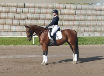Sang-chaud letton, Jument, 10 Ans, 167 cm, Bai