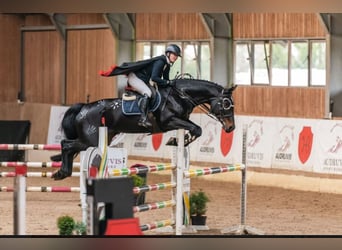 Sang-chaud letton, Jument, 12 Ans, 170 cm, Bai brun foncé
