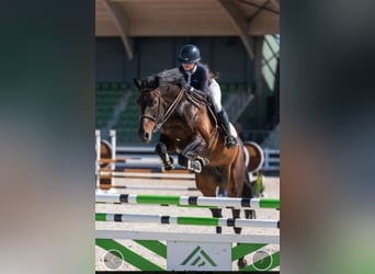 Sang-chaud letton, Jument, 12 Ans, 170 cm, Bai brun foncé