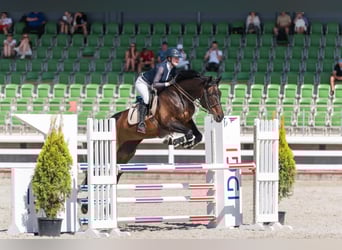 Sang-chaud letton, Jument, 12 Ans, 170 cm, Bai brun foncé