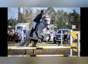 Sang-chaud letton, Jument, 15 Ans, 159 cm, Gris
