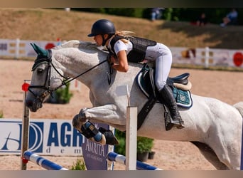 Sang-chaud letton, Jument, 15 Ans, 159 cm, Gris