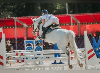 Sang-chaud letton, Jument, 15 Ans, 159 cm, Gris