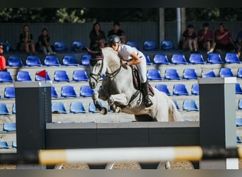 Sang-chaud letton, Jument, 15 Ans, 159 cm, Gris