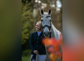 Sang-chaud letton, Jument, 15 Ans, 159 cm, Gris