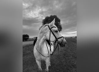 Sang-chaud letton, Jument, 15 Ans, 159 cm, Gris