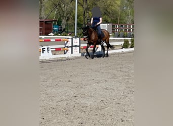 Sang-chaud letton, Jument, 16 Ans, 165 cm, Bai