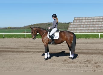 Sang-chaud letton, Jument, 17 Ans, 167 cm, Bai