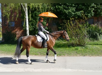 Sang-chaud letton, Jument, 17 Ans, 167 cm, Bai