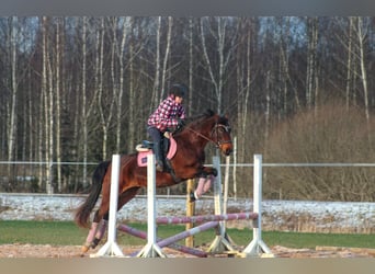 Sang-chaud letton Croisé, Jument, 5 Ans, 154 cm, Bai cerise