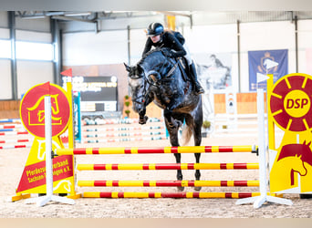 Sang-chaud letton, Jument, 6 Ans, 171 cm, Gris