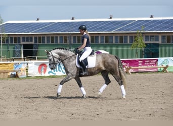 Sang-chaud letton, Jument, 7 Ans, 162 cm, Gris