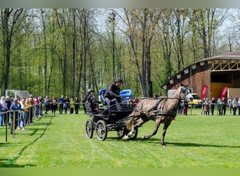 Sang-chaud letton, Jument, 7 Ans, 162 cm, Gris
