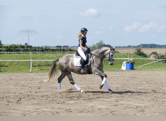 Sang-chaud letton, Jument, 7 Ans, 162 cm, Gris