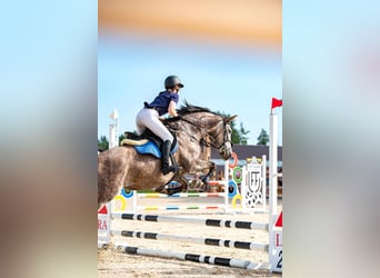 Sang-chaud letton, Jument, 7 Ans, 162 cm, Gris