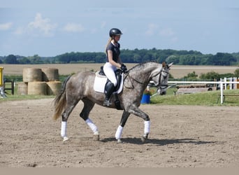Sang-chaud letton, Jument, 7 Ans, 162 cm, Gris
