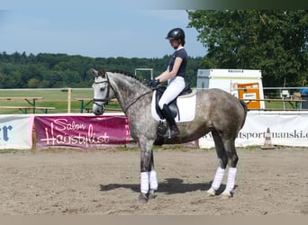 Sang-chaud letton, Jument, 7 Ans, 162 cm, Gris