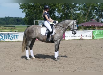Sang-chaud letton, Jument, 7 Ans, 162 cm, Gris
