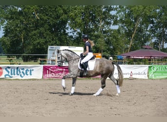 Sang-chaud letton, Jument, 7 Ans, 162 cm, Gris