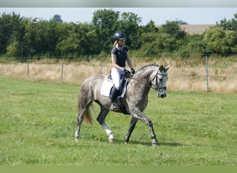 Sang-chaud letton, Jument, 7 Ans, 162 cm, Gris