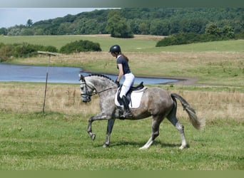 Sang-chaud letton, Jument, 7 Ans, 162 cm, Gris