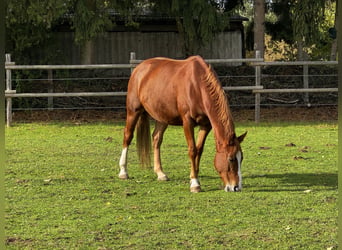 Sang-chaud letton, Jument, 7 Ans, 165 cm, Alezan