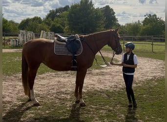 Sang-chaud letton, Jument, 7 Ans, 165 cm, Alezan