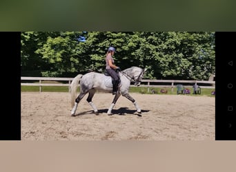 Sang-chaud letton Croisé, Jument, 7 Ans, 168 cm, Rouan bleu