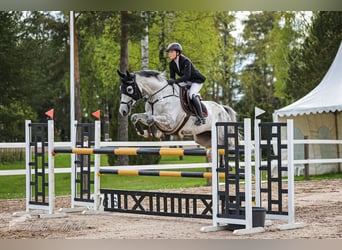 Sang-chaud letton, Jument, 8 Ans, 170 cm, Gris