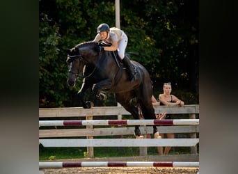 Sang-chaud letton, Jument, 8 Ans, 170 cm, Noir