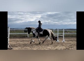 Sang-chaud letton, Jument, 9 Ans, 158 cm