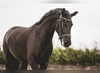 sang-chaud lourd de Saxe-Thuringe, Hongre, 6 Ans, 165 cm, Noir