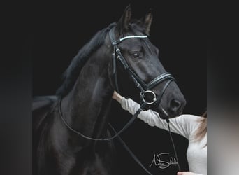 sang-chaud lourd de Saxe-Thuringe, Hongre, 6 Ans, 165 cm, Noir