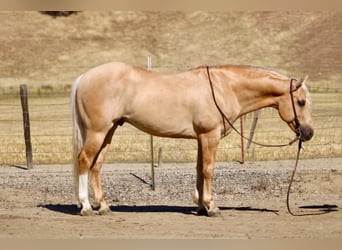 sang-chaud lourd de Saxe-Thuringe, Hongre, 7 Ans, 142 cm, Palomino