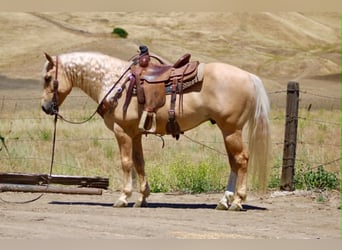 sang-chaud lourd de Saxe-Thuringe, Hongre, 7 Ans, 142 cm, Palomino