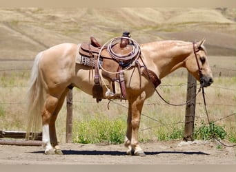sang-chaud lourd de Saxe-Thuringe, Hongre, 7 Ans, 142 cm, Palomino