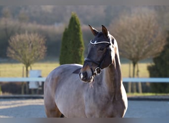 sang-chaud lourd de Saxe-Thuringe, Jument, 12 Ans, 165 cm, Bai brun foncé