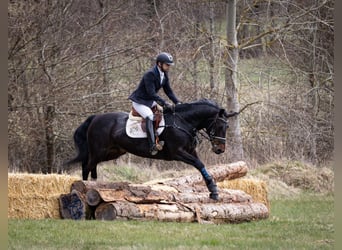 sang-chaud lourd de Saxe-Thuringe, Jument, 14 Ans, 164 cm, Bai brun