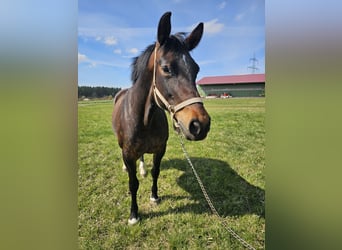 sang-chaud lourd de Saxe-Thuringe, Jument, 9 Ans, 165 cm, Noir