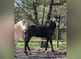 Sang-chaud lourd Croisé, Étalon, 1 Année, 170 cm, Noir