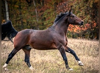 Sang-chaud lourd, Étalon, 2 Ans, 165 cm, Bai