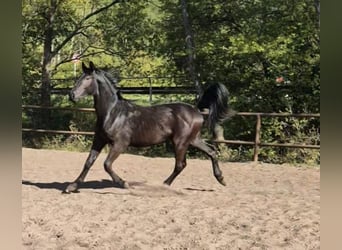 Sang-chaud lourd Croisé, Étalon, 2 Ans, 170 cm, Noir