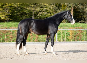 Sang-chaud lourd, Étalon, 2 Ans, Bai brun foncé