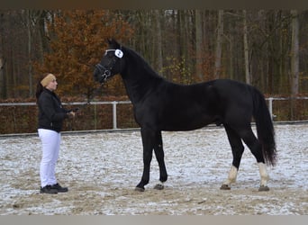 Sang-chaud lourd, Étalon, 3 Ans, 160 cm, Noir