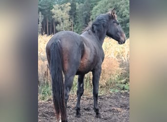 Sang-chaud lourd, Étalon, 3 Ans, 165 cm, Bai