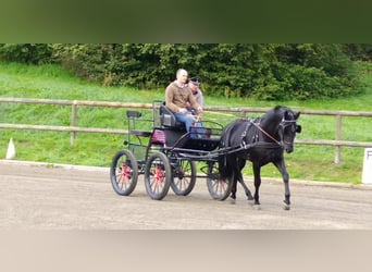 Sang-chaud lourd, Étalon, 6 Ans, 164 cm, Noir