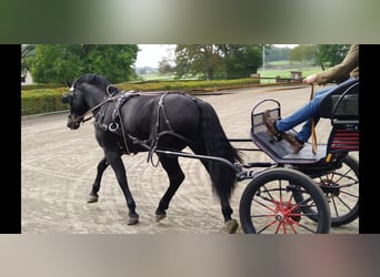 Sang-chaud lourd, Étalon, 6 Ans, 164 cm, Noir